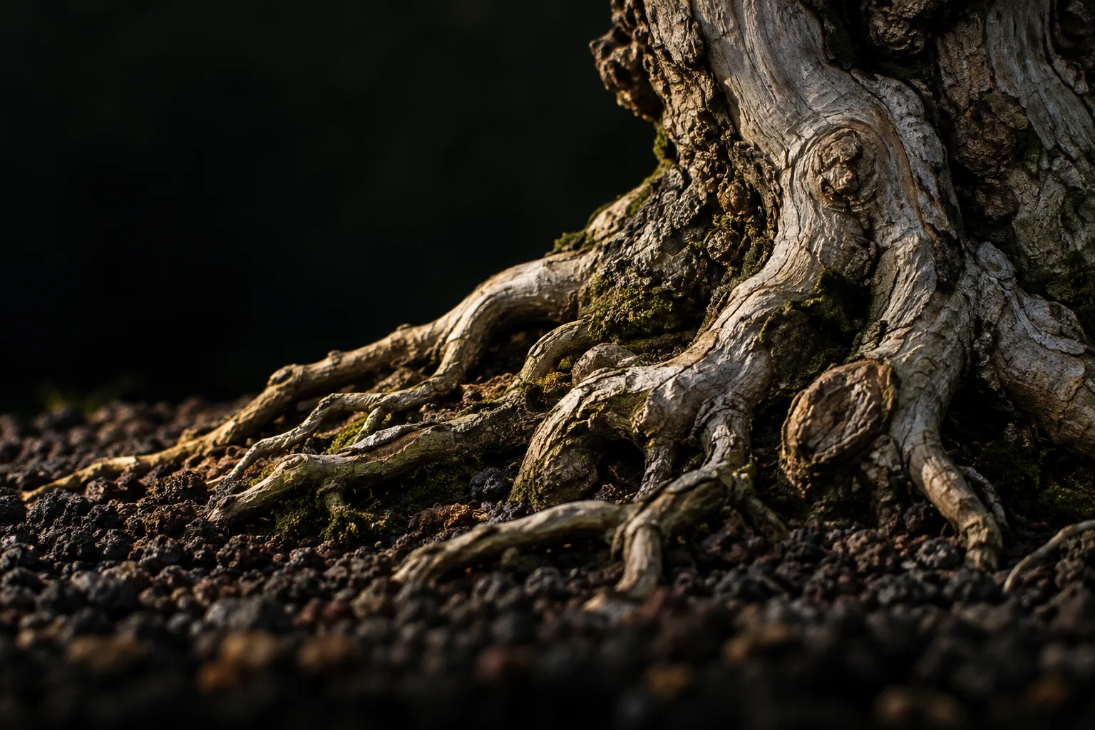 Raízes de um bonsai antigo sobre o substrato, iluminadas por uma luz quente rasante